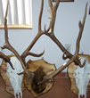 Arizona Taxidermy